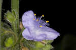 Zigzag spiderwort